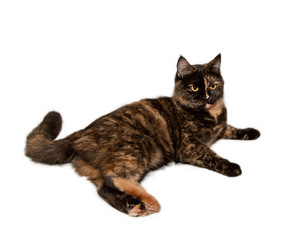 Scottish straight cat