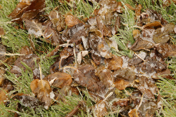 Ice Covered Fallen Leaves