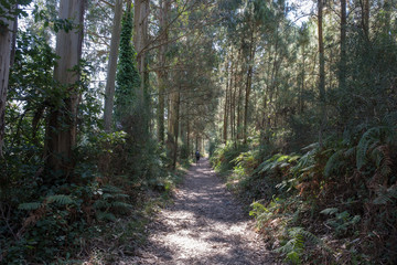 Obraz premium Pielgrzymi na drodze św.Jakuba (z Porto do Santiago de Compostela)
