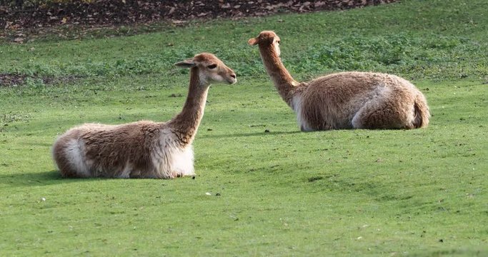 Vikunja - Vicugna vicugna - Lama glama
