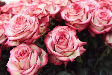 Fresh cut pink roses and arrangements in florist shop, tracking shot