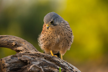 gheppio