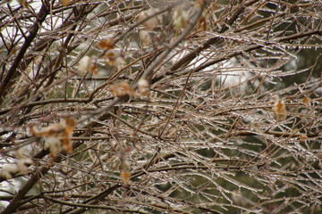 Through the Icy Branches