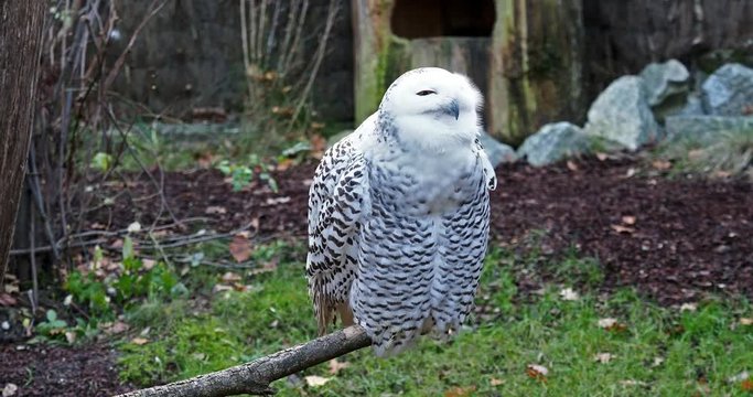 Schnee-Eule -  Bubo scandiacus