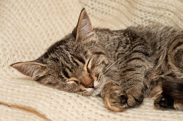 Kitten sleeping on a white scarf