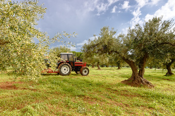Olive picking in Italy. Tractor takes out the harvest