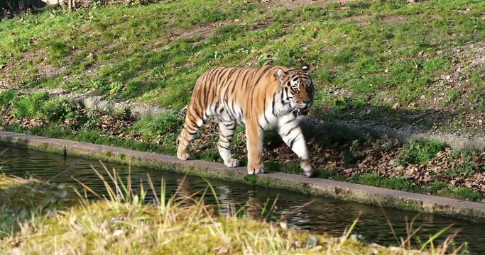 Tiger -  Panthera tigris