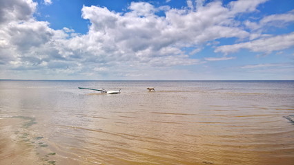 blue sky with clouds beach surfing and labrador dog