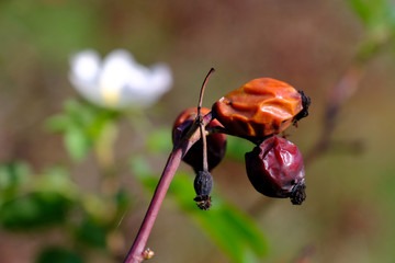 Dog rose fruit in late autumn