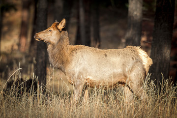 Side view of female elk in Montana.