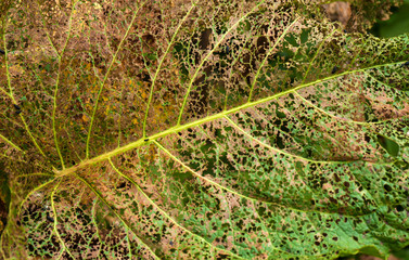 Close up of green leaky leaf texture. Abstract leaf nature background. Close-up leaf gnawed by...