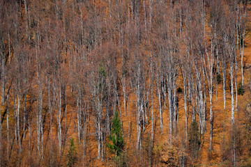 Autumn brown forest without leaves