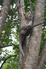 Babouin en Thaïlande