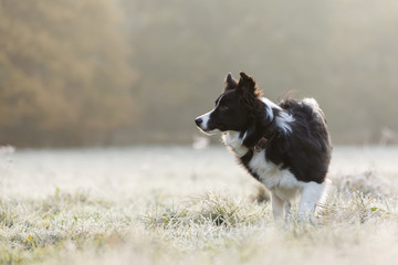 Border Collie im Morgendunst