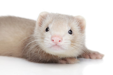 Ferret puppy on white background