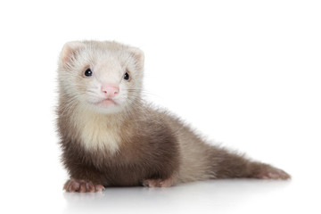 Obraz premium Ferret puppy on white background