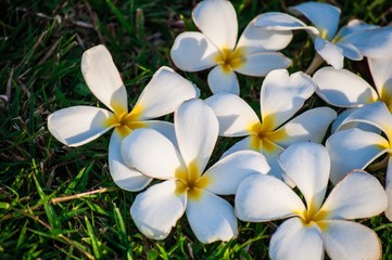 White Hawaiian plumeria on a grass, close up 