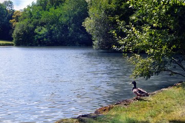 Obraz na płótnie Canvas Duck by the lake