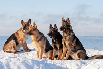 German Shepherds sitting on the snow
