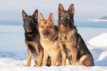 German Shepherds sitting on the snow