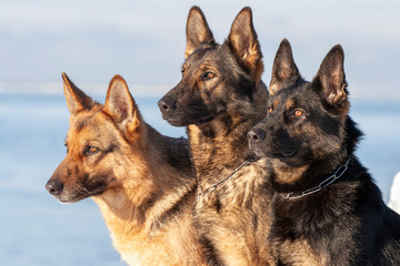 German Shepherds sitting on the snow
