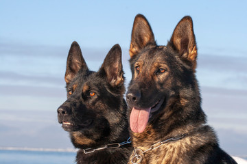 two German Shepherds