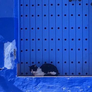 Gatos en la ciudad azul