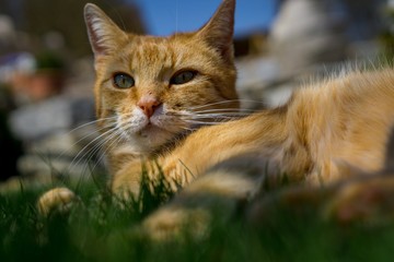 Cat enjoying sun in garden
