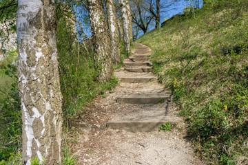 A hiking stairway next to some birch trees