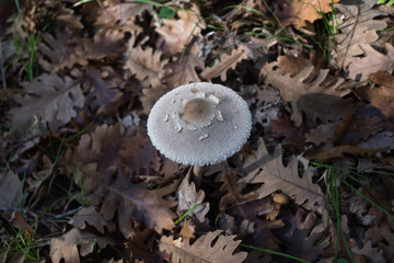 varieties of mushrooms in nature