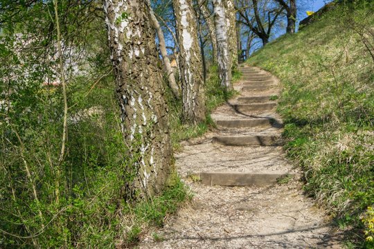 A Hiking Stairway Next To Some Birch Trees