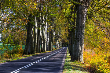 beech alley in the autumn