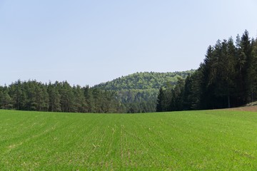 An green field with forest