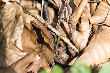 Brown lizard hiding between dry leaves