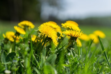 Dandelion on th