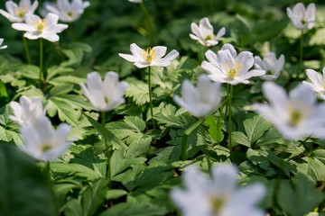 Obraz na płótnie Canvas White spring flowers