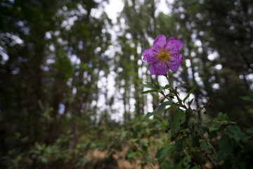 Obraz premium Pink flower in forest