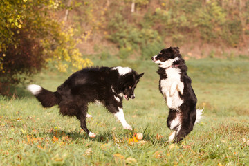 Border Collies spielen im Herbst
