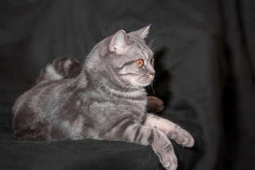 proud home grey cat lying on black fabric