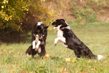 Border Collies spielen im Herbst