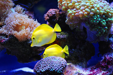 Beautiful background of the underwater world.