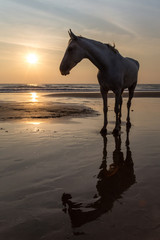 Horse on a beach