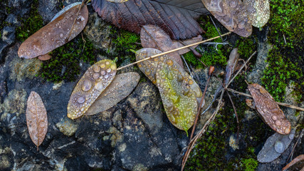 Colored dew drops on fallen leaves