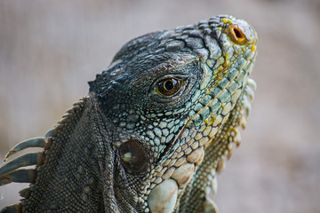 reptil