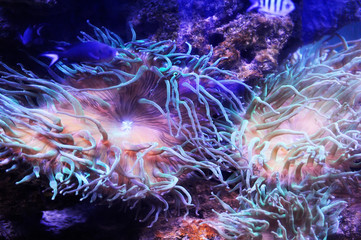 Fototapeta na wymiar Beautiful background of the underwater world.