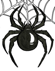 Ink drawing of  witchcraft attribute and halloween creatures on isolated white background. Detailed manual work,dark black color.