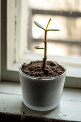 Vertical closeup of a small good luck succulent plant with green leaves growing in a glass pot with organic, natural soil in a rural, old vintage window sill
