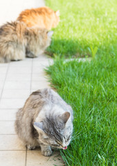 Furry cats of livestock in a garden, hypoallergenic siberian pets