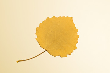 Single yellow leaf isolated on white background