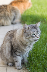 Naklejka na ściany i meble Tender domestic cat of siberian breed on the grass green